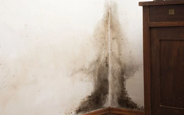 Mold remediation In addition to eliminating the mold infestation, the focus is on determining the cause.